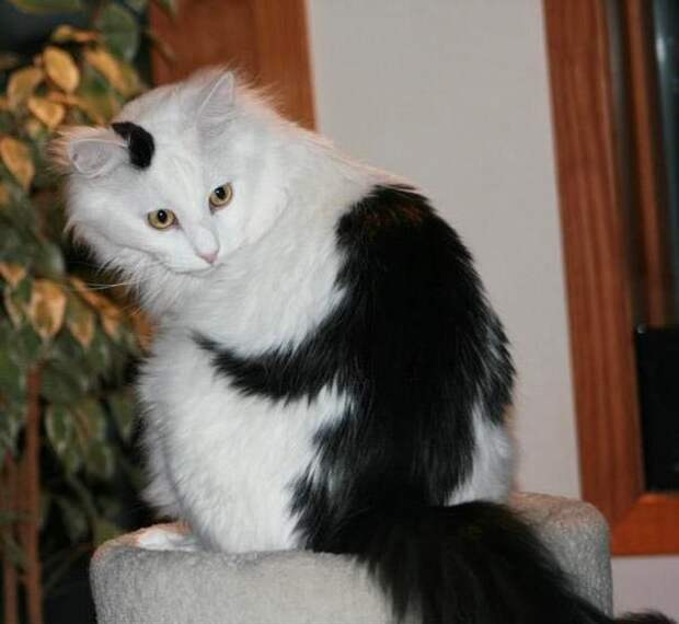 Кот, которого обнимает обезьянка