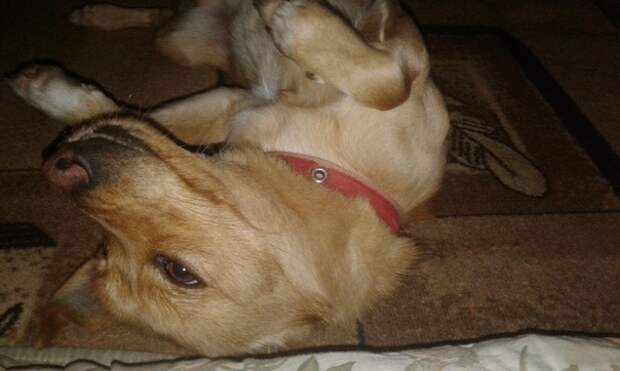 Девушка с детства помогала животным. Она выросла, но к ее порогу то и дело приходят худые и испуганные котейки