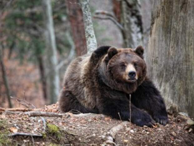 В Каргасокском районе медведь убил человека