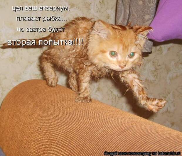 Лучшие котоматрицы недели Лучшие котоматрицы недели