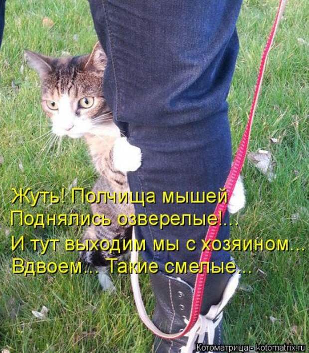 Свежая котоматрица для всех (38 фото)