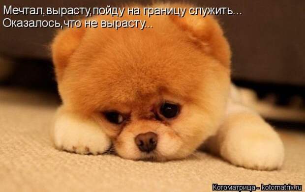 Лучшие котоматрицы недели (50 фото)