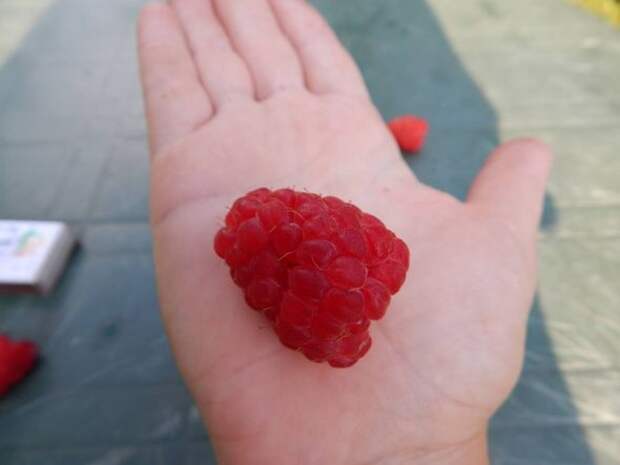 малина таруса