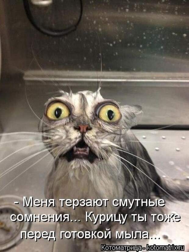 Котоматрицы(картинки с надписями)