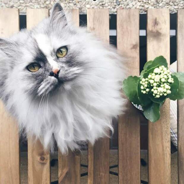 Красивые и необычные кошки