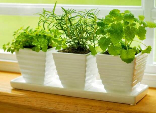 Растения не подкармливают до весны (за исключением цветущих и образовавших бутоны). Периодически горшки поворачивают разными сторонами к свету, чтобы они сохраняли красивую форму. Не забывай опрыскивать воздух вокруг растений – помимо увлажнения, это еще и хорошая профилактика от появления вредителей.