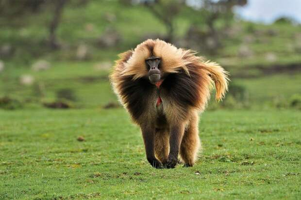 Самцы гелад из Эфиопии не только в два раза крупнее самок, но еще и обладают пышной гривой 