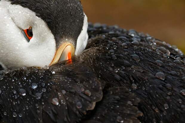 Лучшие фотографии птиц с конкурса Bird Photographer of the Year