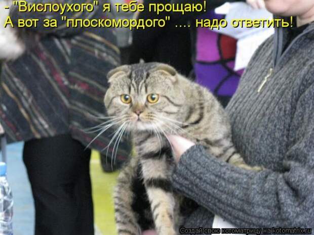Лучшие котоматрицы за неделю
