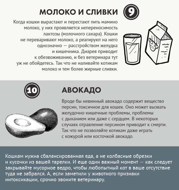 Чем нельзя кормить котов еда, информация, корма, кошки, питание, полезно знать