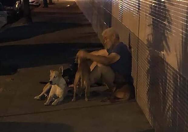 6 дворовых собак отказались бросать своего бездомного хозяина, когда того с инсультом забрала скорая в мире, верность, животные, инсульт, милота, скорая, собака
