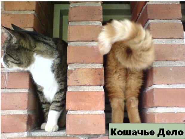 12 уморительных котиков, которых сфотографировали в нужный момент