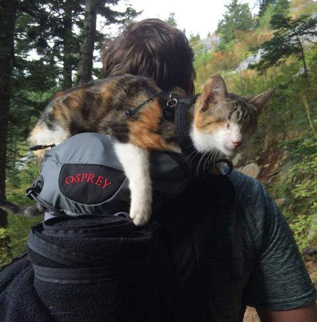 Слепая кошка, которая любит походы слепота, кошка, походы