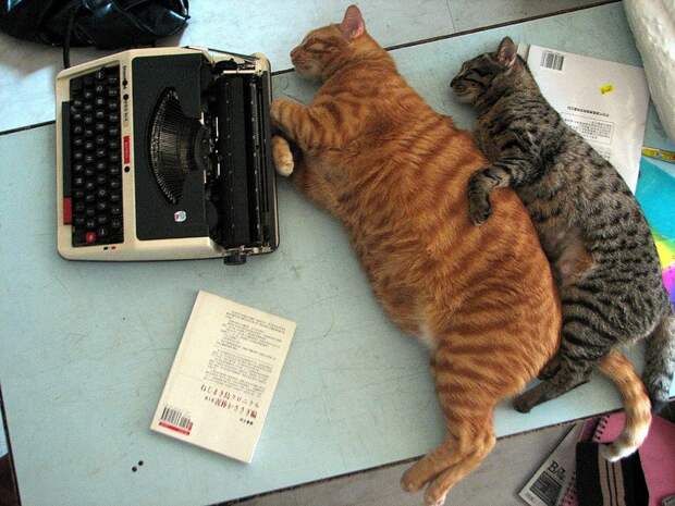 FatCats13 Толстокоты