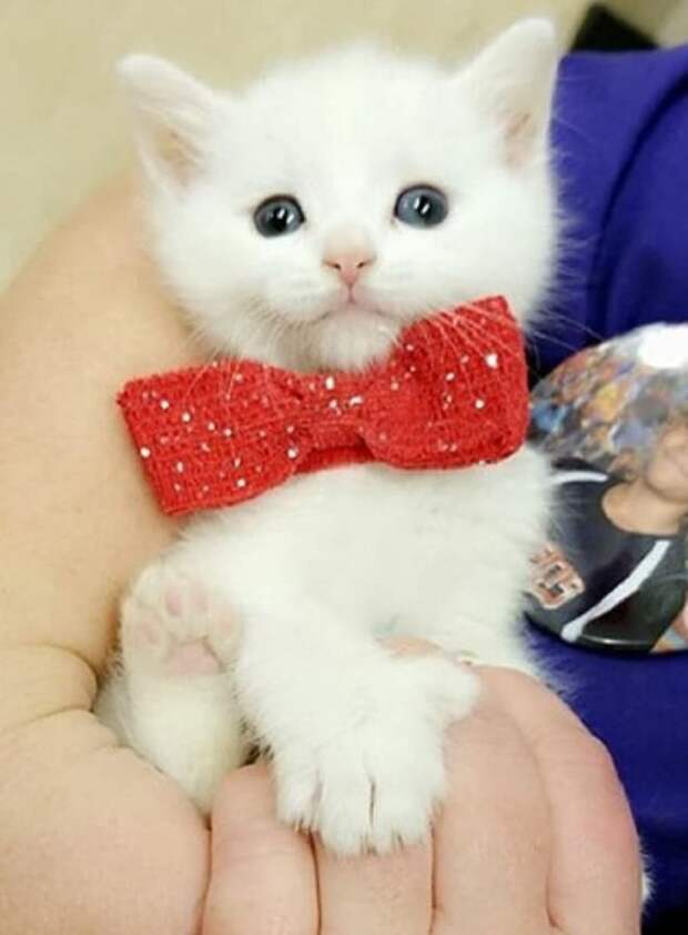 Котенок джентльмен Котенок на лодошке