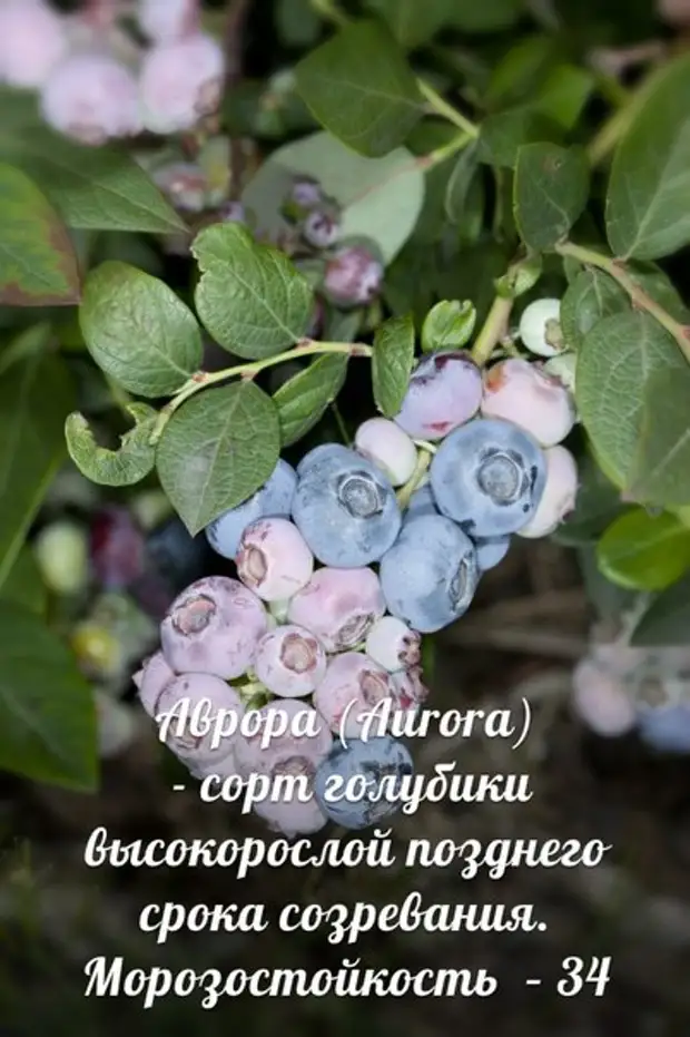 Лучшие сорта голубики, клюквы и брусники для северо-запада - Дачный участок- 9 января - 43893223789 - Медиаплатформа МирТесен