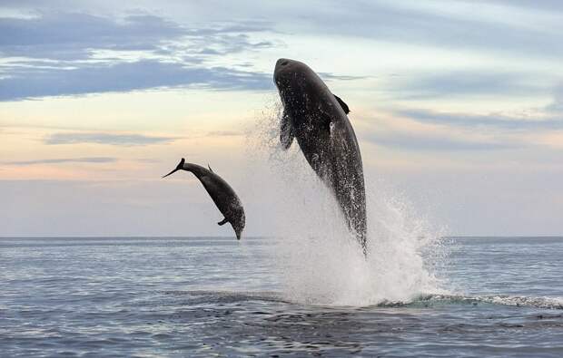 Невероятные кадры: чудесное спасение дельфина после атаки косатки! аалина, косатка, нападение, природа, спасение, удчный снимок, фото, хищники и жертвы