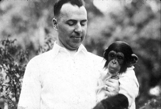Картинки по запросу Воспитание человеком обезьяны Психолог Уинтроп Келлог