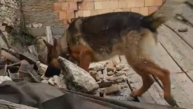 Италия требует наказать отравителя пса-героя, как за убийство человека