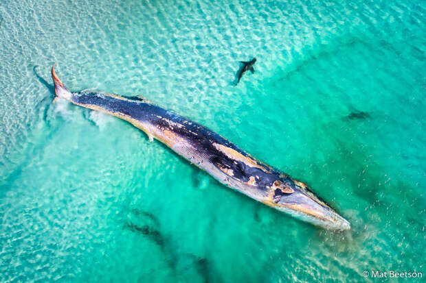 Акулы, кружащие вокруг погибшего кита в Западной Австралии