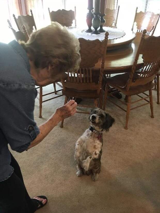 13-year-old-dog-dumped-on-lawn-with-a-sad-note-seeks-help-5afe466f17082__605