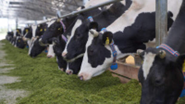 Прирост объемов сельхозпроизводства в Ивановской области  за 2025 год составил более 3%