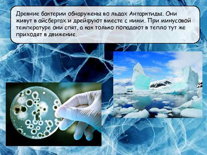 В природе четыре вида анабиоза: какой выбрать для человека