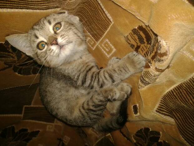 кошка