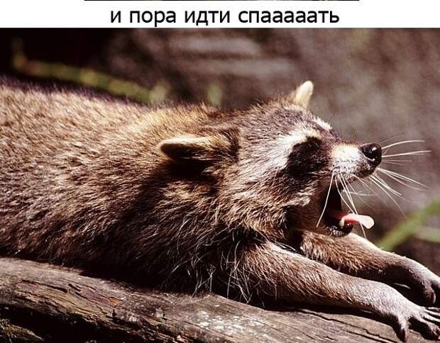 Один день из жизни енота, рассказанный самим енотом один день из жизни енота, день енота, рассказывает енот, как проводит день енот