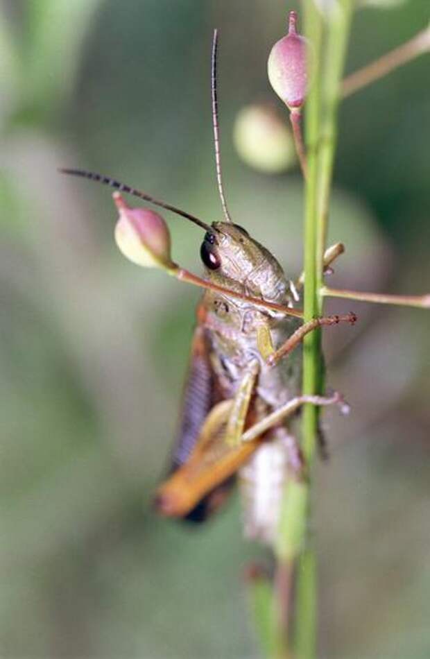 насекомое зелено-розовое. посёлок кузнечики подольск дом 6. хищный кузнечик. грудь кузнечика. поселок кузнечики, парковый проезд, 9 к1.