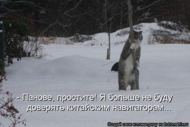 Котоматрицы(картинки с надписями)