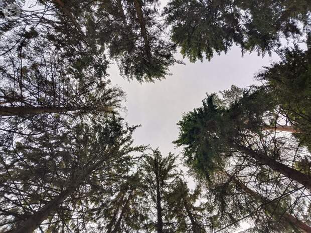 В Ижевске ввели карантин на площади 31 гектар из-за растения-паразита