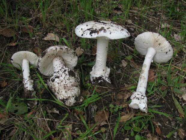 Amanita ocreata, белый мухомор