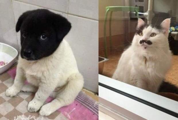 Симпатюли
