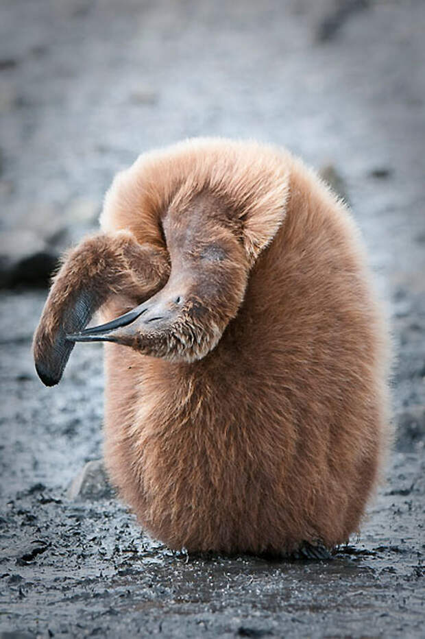 Фотография: Фото пингвинов от Ника Гарбутта №8 - BigPicture.ru