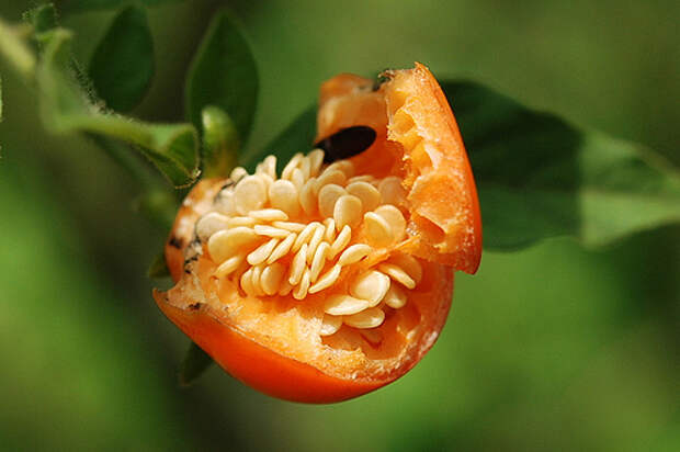 Паслён ложноперечный (Jerusalem Cherry)
