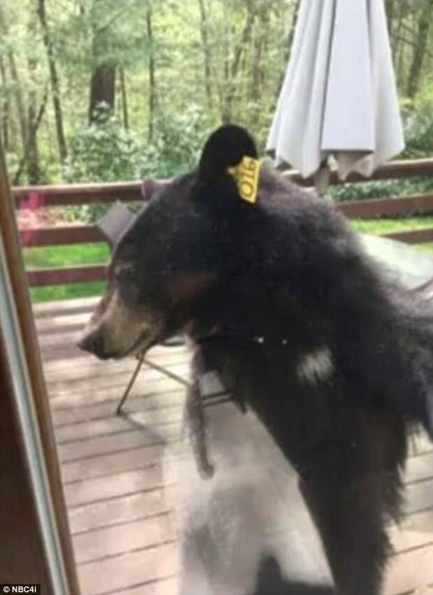 Домохозяйка сняла репортаж о том, как в ее дом ломился медведь живая съемка, животные, медведь, нежданное вторжение