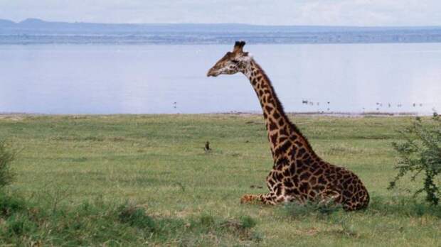 Жираф — это млекопитающее из отряда парнокопытных. Описание, ареал обитания и образ жизни жирафа
