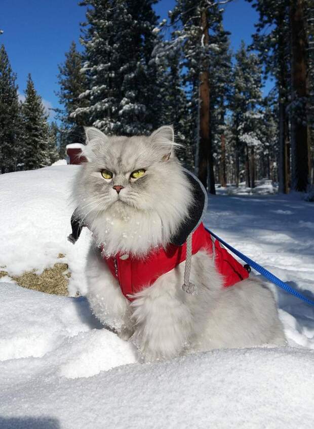 Гэндальф кот, кот-путешественник 
