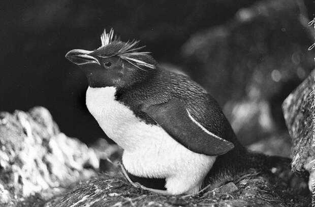 Пингвин Виктории или Толстоклювый пингвин Дуглас Моусон, австралия, антарктида, изучение Антарктики, научная экспедиция, полярные исследователи, поход во льдах, фотосвидетельства