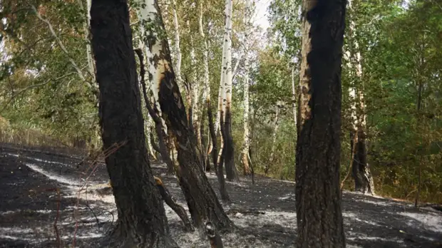 В 130 муниципальных образованиях России введён особый противопожарный режим