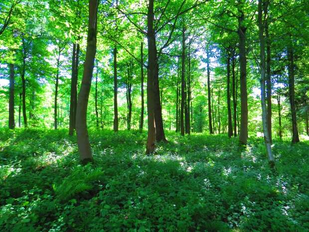 В Волгоградской области запрет на посещение лесов продлен до 25 июля