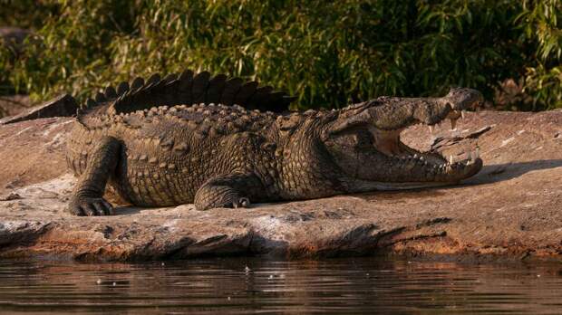 Нильский крокодил на берегу