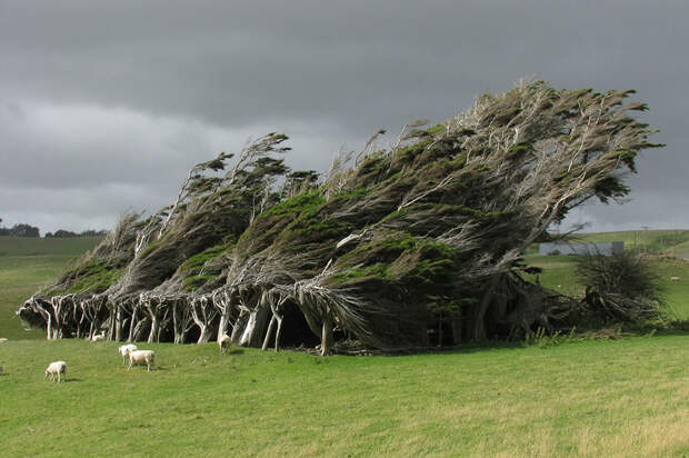 Деревья открытые всем ветрам в Новой Зеландии-18
