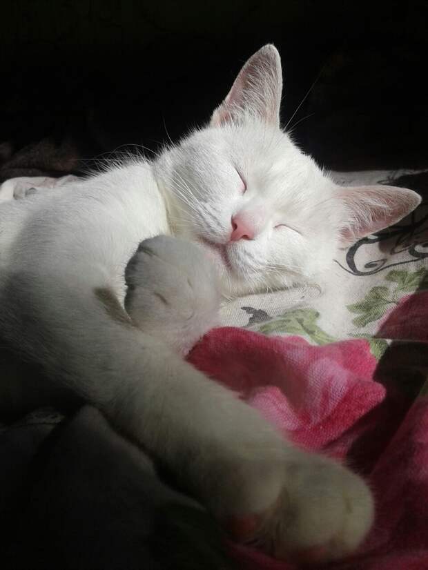 кошка