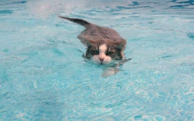 коты любят воду, коты купаются, коты вода