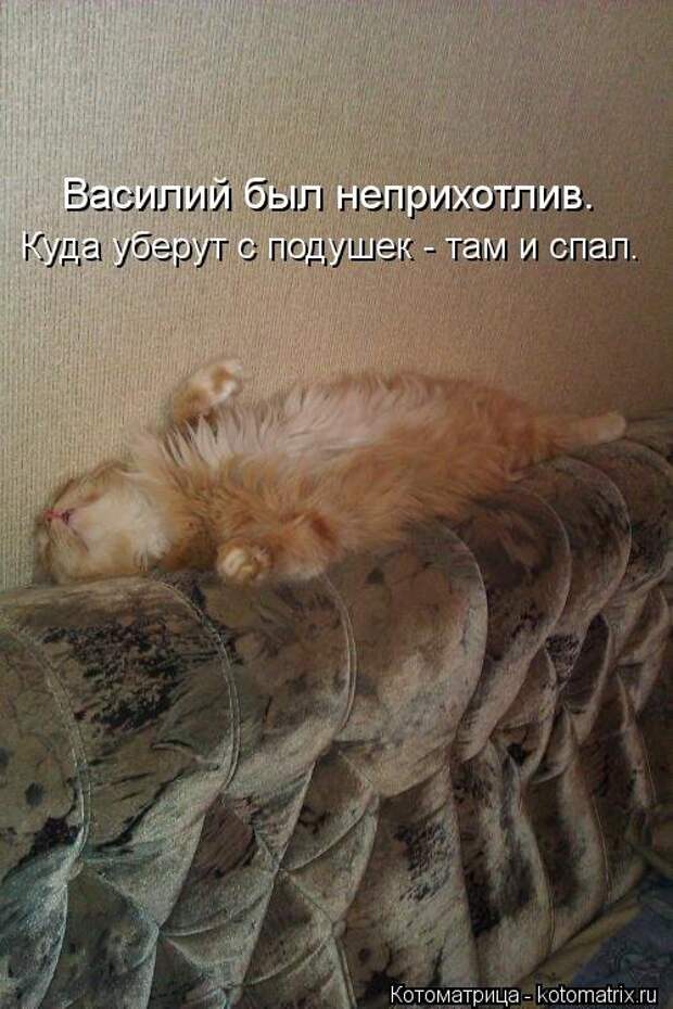 Новые смешные котоматрицы (36 шт)