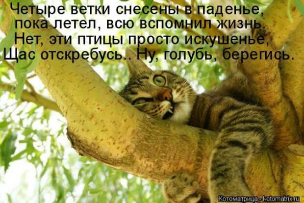 Свежая котоматрица (35 фото)