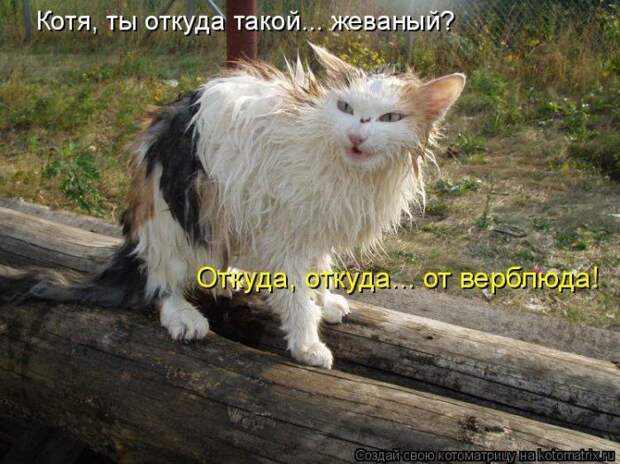 Котоматрицы :)