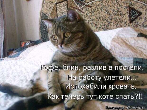 Свежая котоматрица для всех (38 фото)